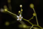 Seaside brookweed <BR>Water pimpernel